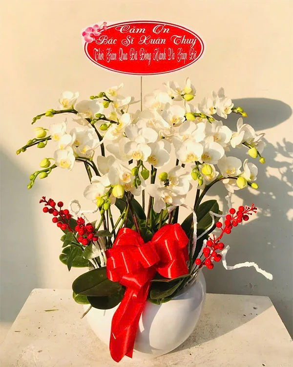 Chậu Lan Hồ Điệp Trắng - LT011