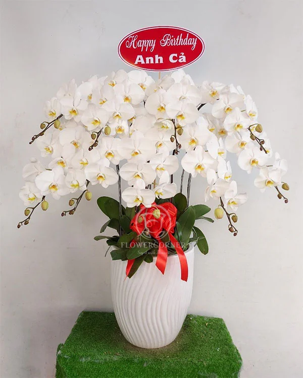 Chậu Lan Hồ Điệp Trắng - LT017