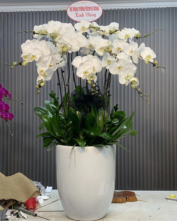 Chậu Lan Hồ Điệp Trắng - LT019