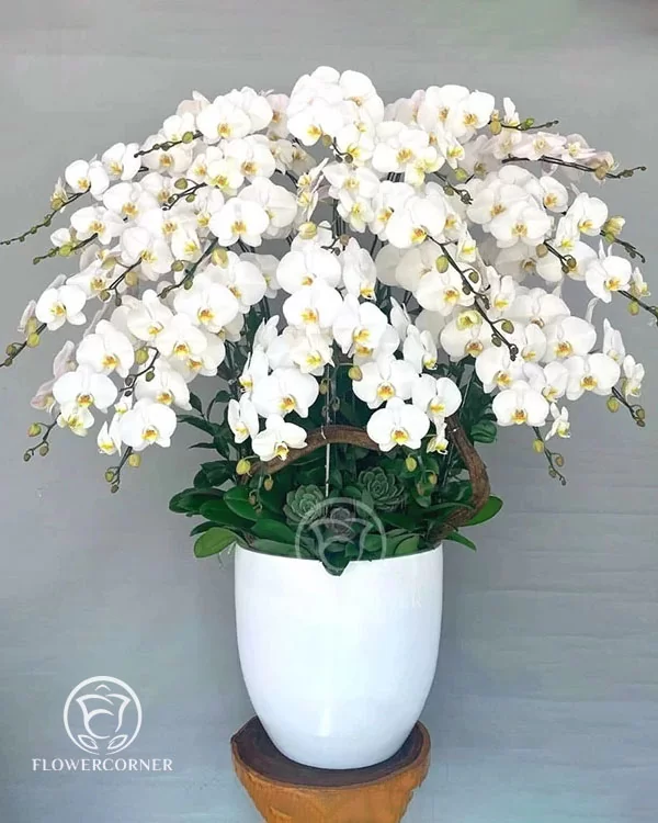Chậu Lan Hồ Điệp Trắng - LT021