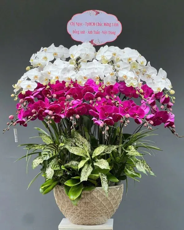 Chậu Lan Hồ Điệp Trắng - LT022