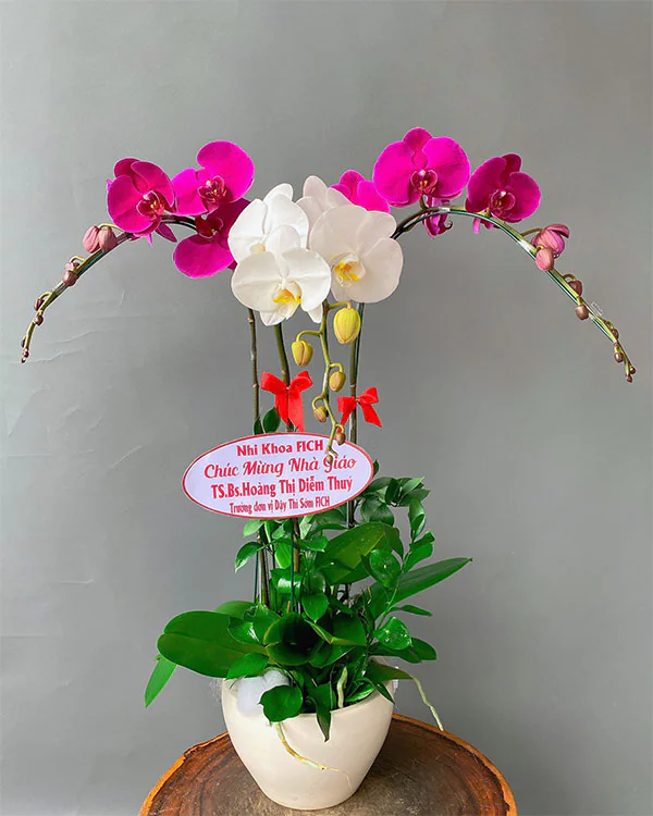 Chậu Lan Hồ Điệp Tím - LTH003