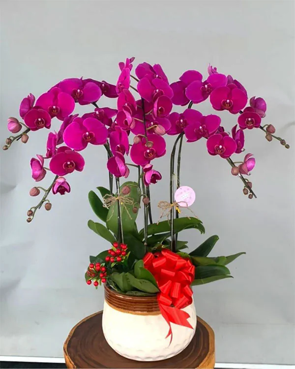 Chậu Lan Hồ Điệp Tím - LTH008