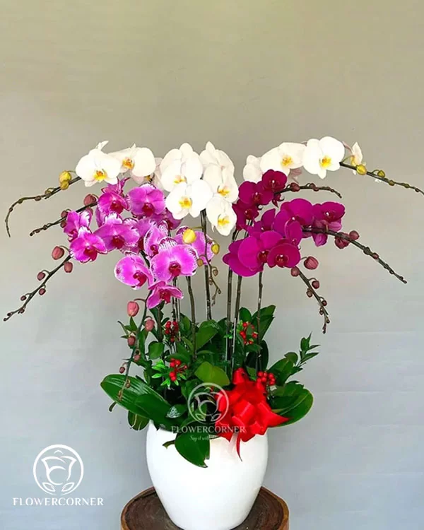 Chậu Lan Hồ Điệp Tím - LTH010
