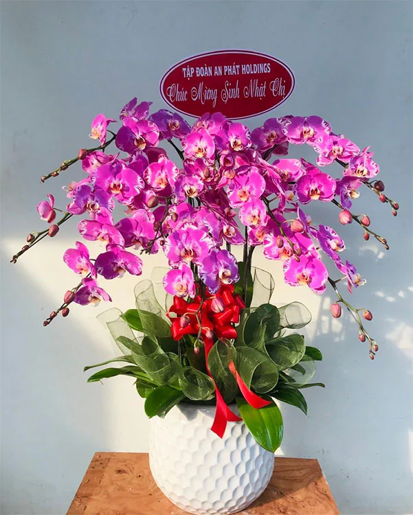 Chậu Lan Hồ Điệp Tím - LTH011