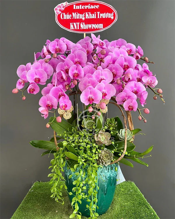 Chậu Lan Hồ Điệp Tím - LTH013
