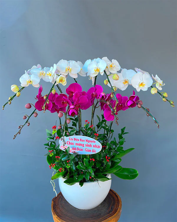 Chậu Lan Hồ Điệp Tím - LTH019