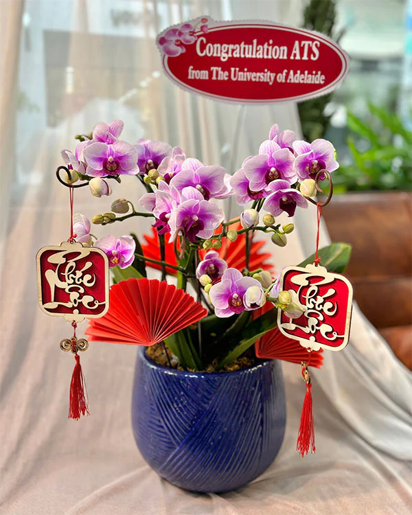 Chậu Lan Hồ Điệp 3 Cành - L3C001