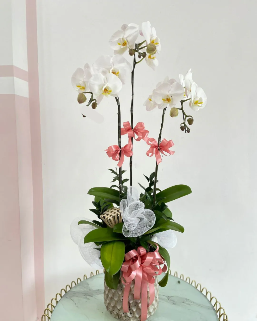 Chậu Lan Hồ Điệp 3 Cành - L3C002