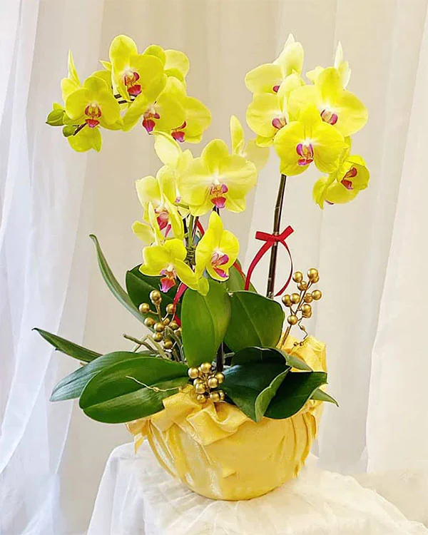 Chậu Lan Hồ Điệp 3 Cành - L3C004