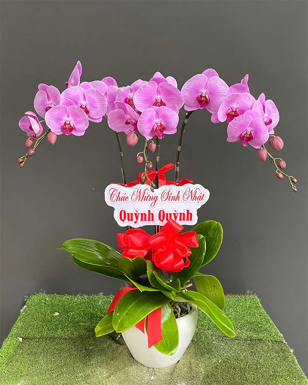 Chậu Lan Hồ Điệp 3 Cành - L3C005