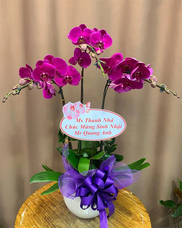 Chậu Lan Hồ Điệp 3 Cành - L3C006