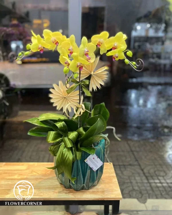 Chậu Lan Hồ Điệp 3 Cành - L3C008
