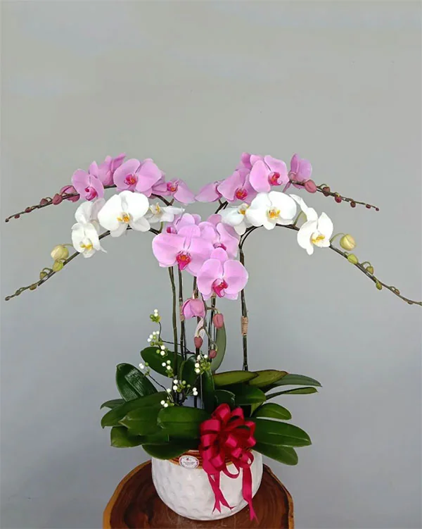 Chậu Lan Hồ Điệp 5 Cành - L5C001