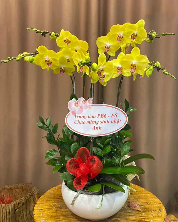 Chậu Lan Hồ Điệp 5 Cành - L5C002
