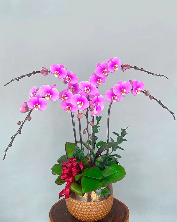 Chậu Lan Hồ Điệp 5 Cành - L5C005