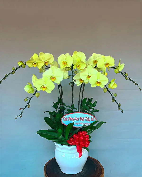 Chậu Lan Hồ Điệp 5 Cành - L5C006