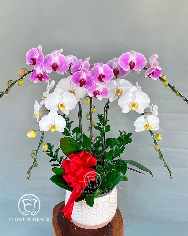 Chậu Lan Hồ Điệp 5 Cành - L5C009