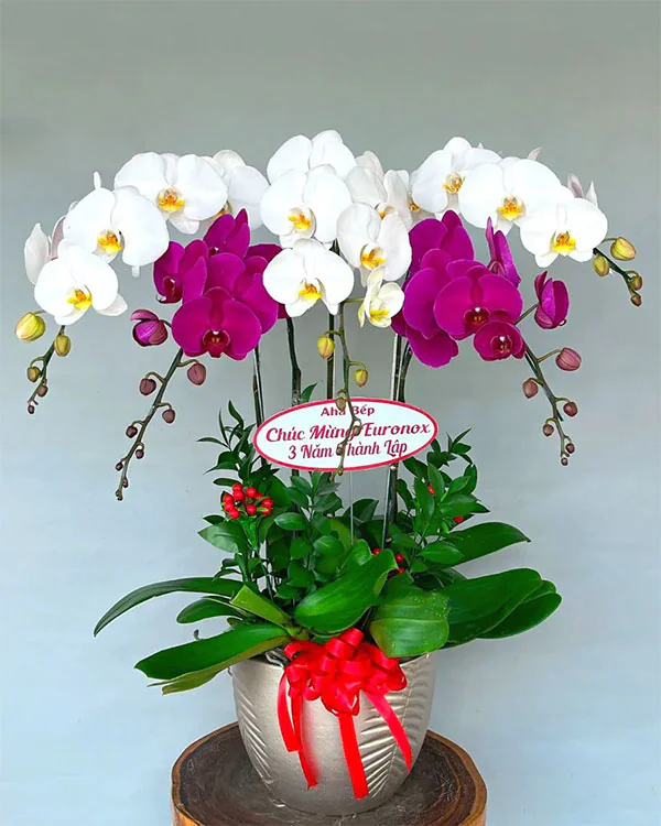 Chậu Lan Hồ Điệp 5 Cành - L5C011
