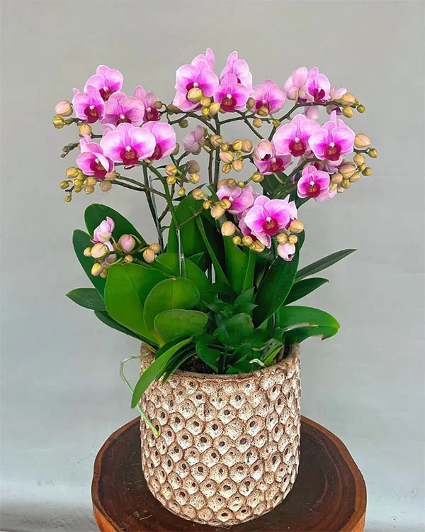 Chậu Lan Hồ Điệp 5 Cành - L5C013