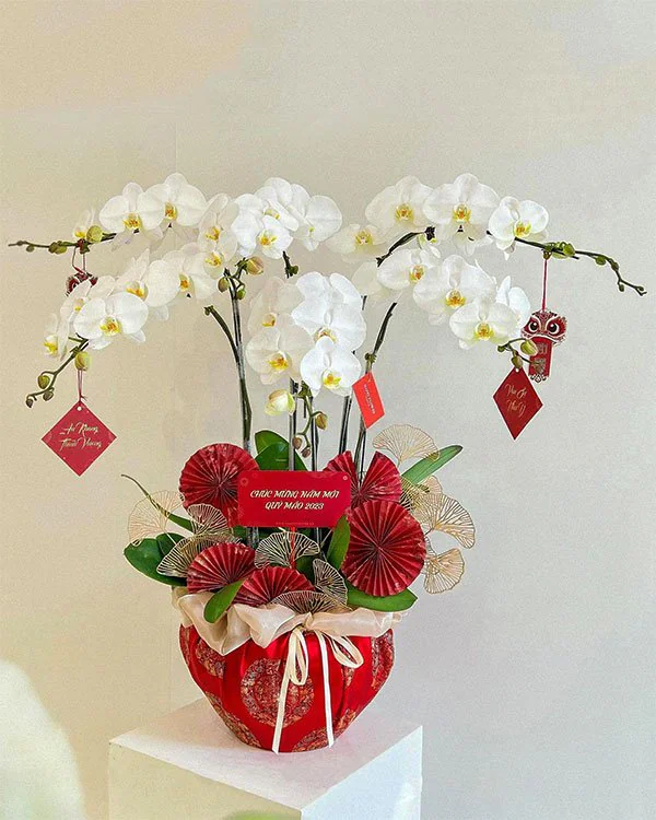 Chậu Lan Hồ Điệp 10 Cành - 
