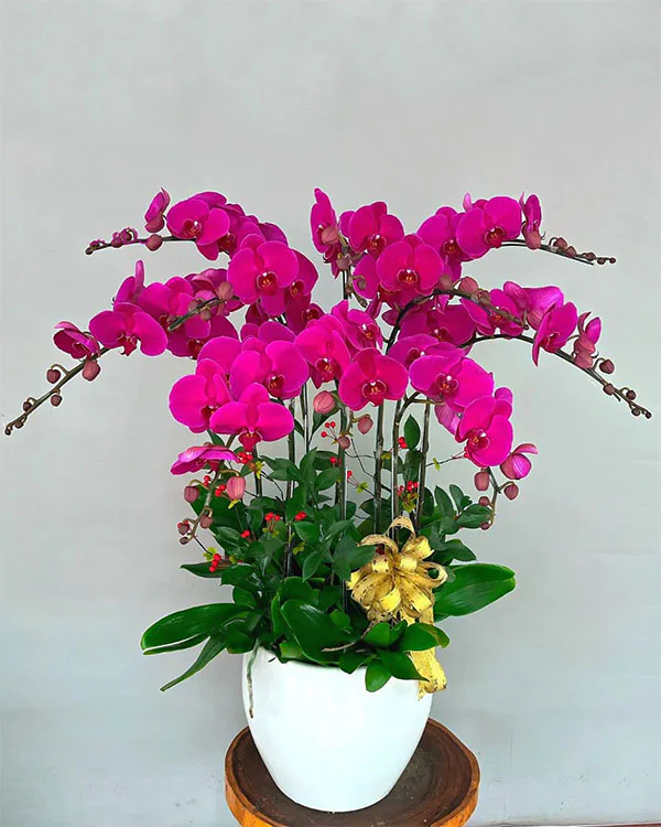 Chậu Lan Hồ Điệp 6-10 Cành -    L10C008