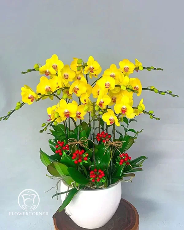 Chậu Lan Hồ Điệp 6-10 Cành -    L10C010
