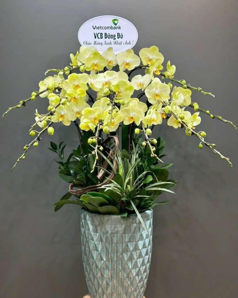 Chậu Lan Hồ Điệp 6-10 Cành -    L10C021