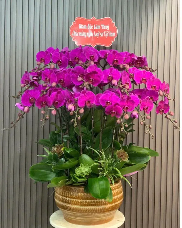 Chậu Lan Hồ Điệp 6-10 Cành -    L10C025