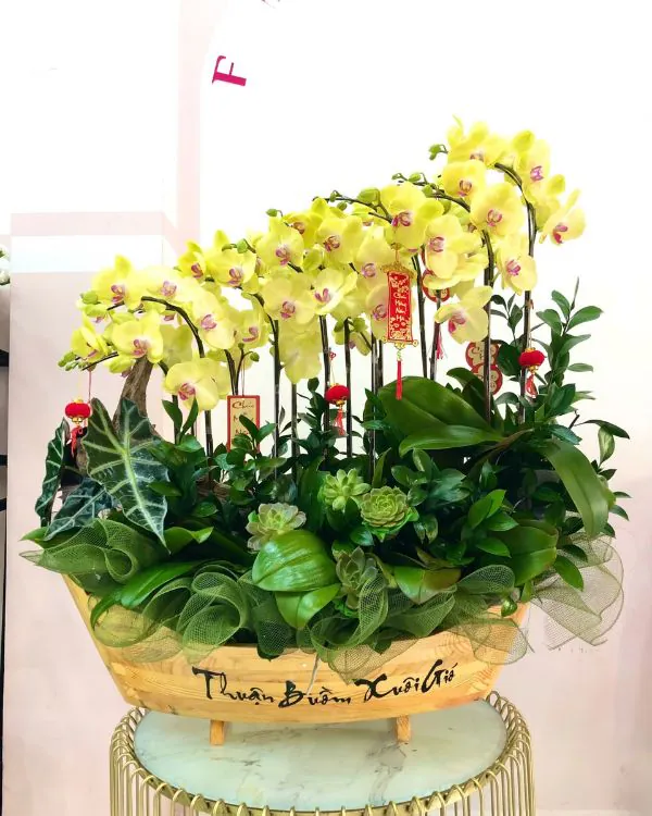 Chậu Lan Hồ Điệp 6-10 Cành -    L10C026