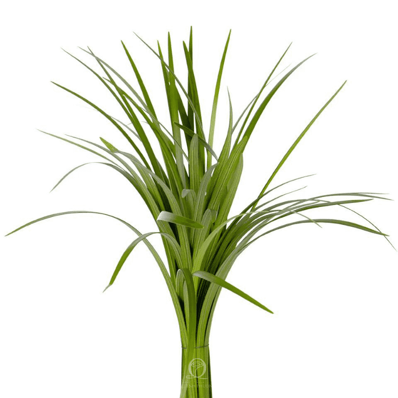 Cỏ nến (1 cành)