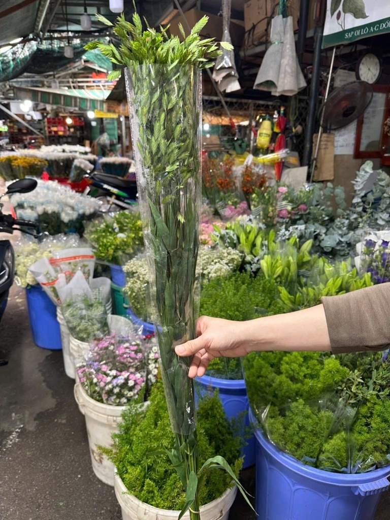 Cỏ dán (bó 10 cành)