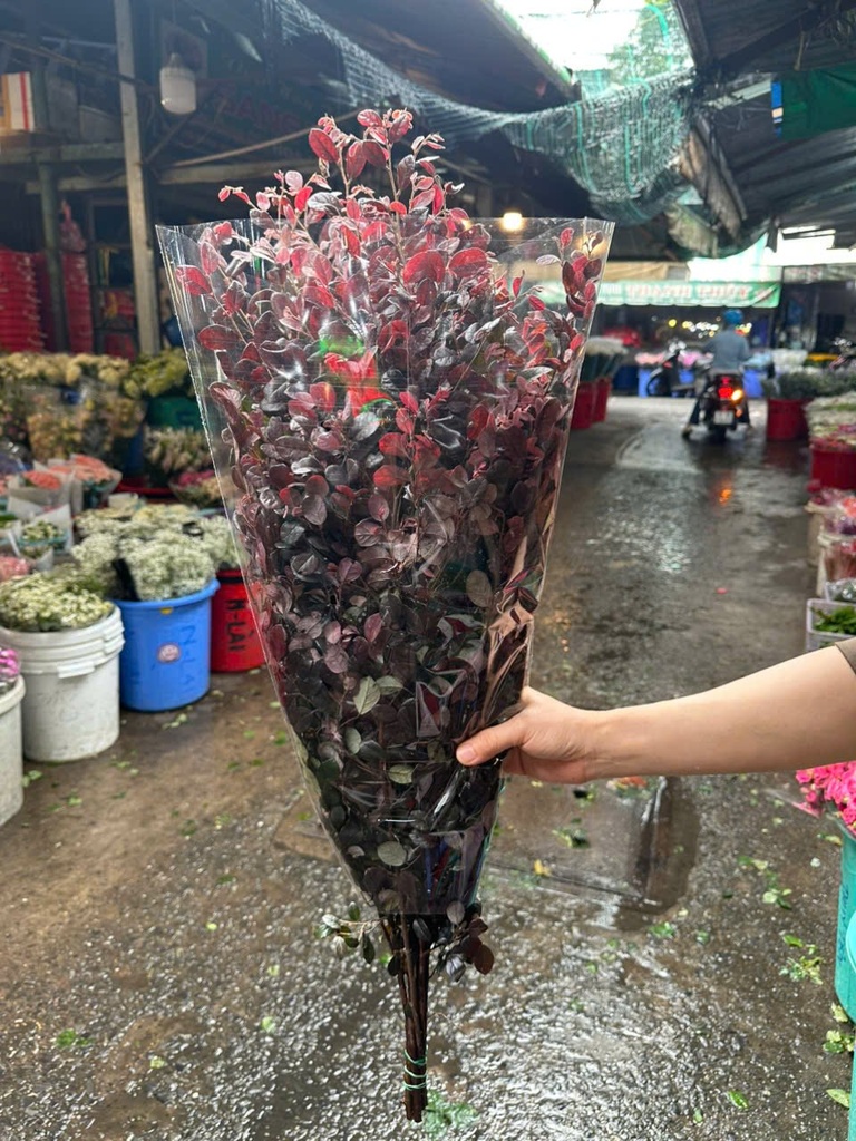 Lá hồng phụng (bó 10 cành)