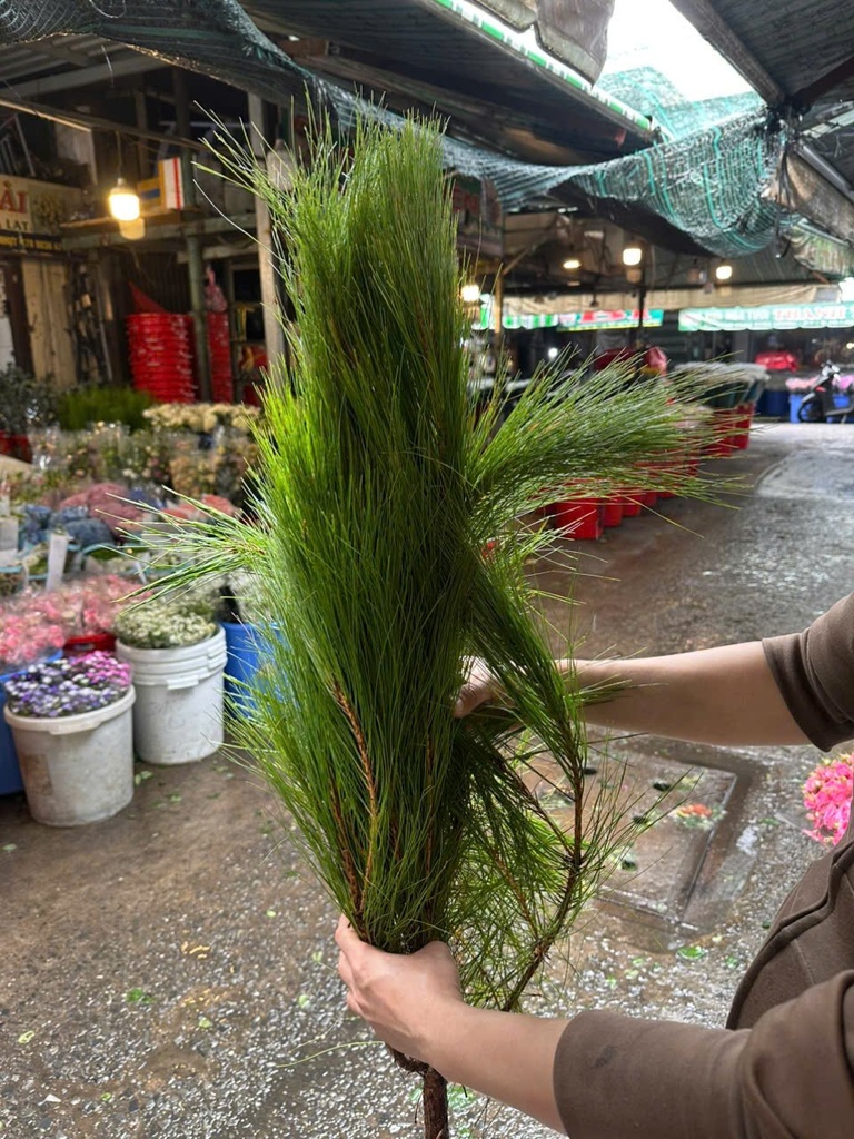 Lá thông (bó 1kg)
