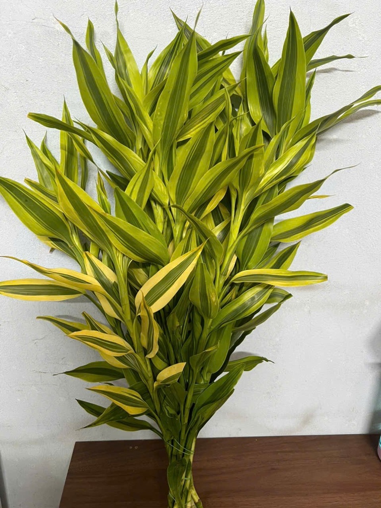 Cây phát tài lá viền vàng (bó 10 cây) (40-60cm)