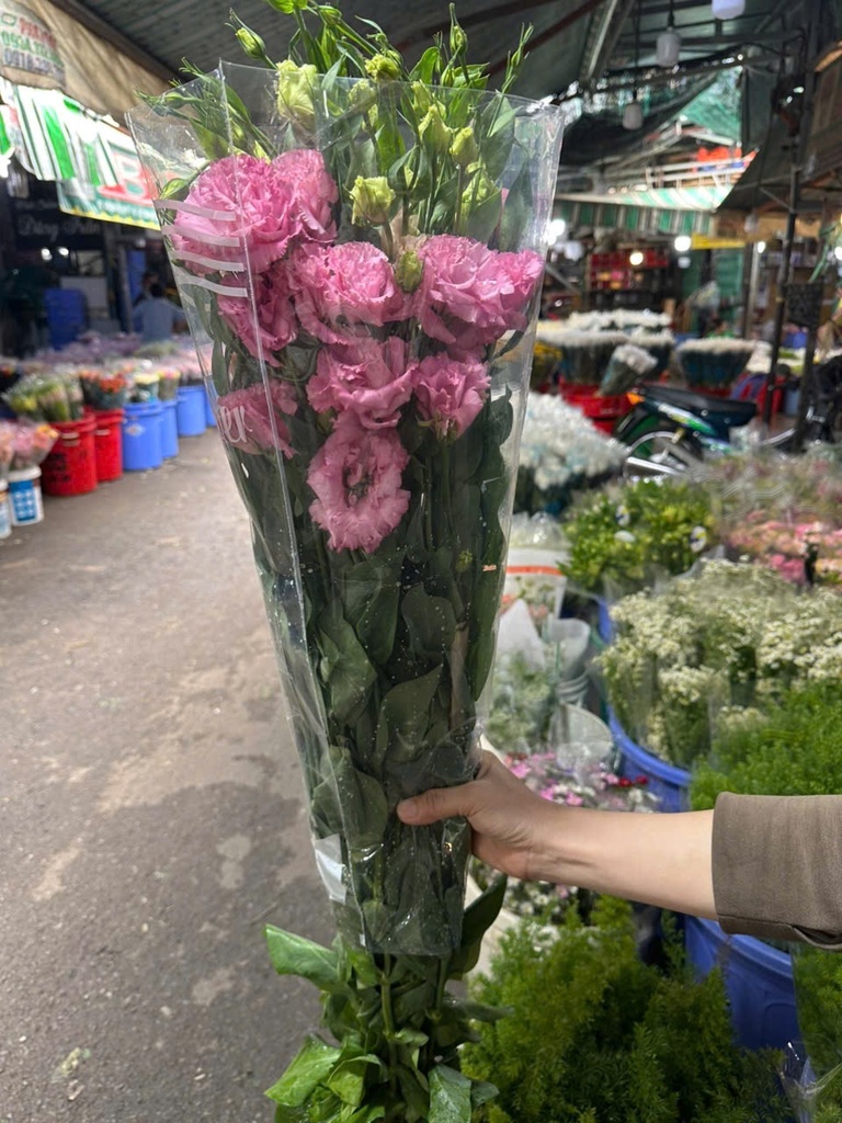 Cát tường Xoăn - Hồng (Bó 1kg)