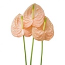 Hồng môn - Hồng nhạt lớn - A (bó 10 bông) (65-70cm)