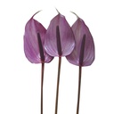 Hồng môn - Tím lớn - A (bó 10 bông) (65-70cm)