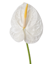 Hồng môn - Trắng lớn - A (bó 10 bông) (65-70cm)