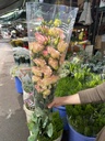 Cát Tường Xoăn Kem