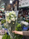 Cát Tường Xoăn Trắng