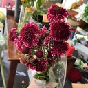 Scabiosa đỏ đô (8-10 cành/bó)