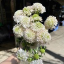 Scabiosa trắng (8-10 cành/bó)