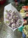 Phi yến Tím nhạt (bó 10 cành)