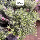 Hoa nhím biển nhí (bó 6-7 cành)