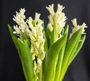 Hoa dạ lan hương