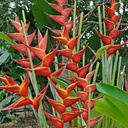 Hoa chuối én đỏ (cành)