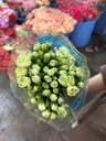 Cẩm chướng chùm Xanh bơ (bó 20 cành)