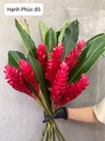 Hoa hạnh phúc (riềng đỏ) (1 cành)