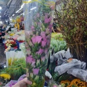 Hoa chuông hồng ( 10 cành)
